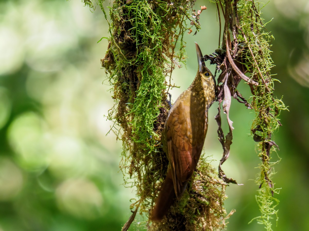 Spotted Woodcreeper - ML618923736