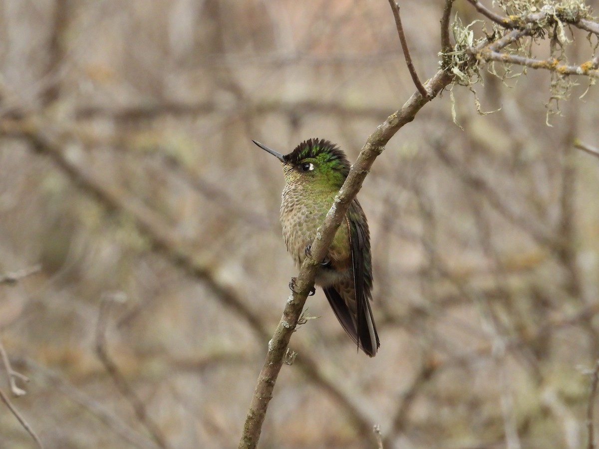 Green-backed Firecrown - ML618923796