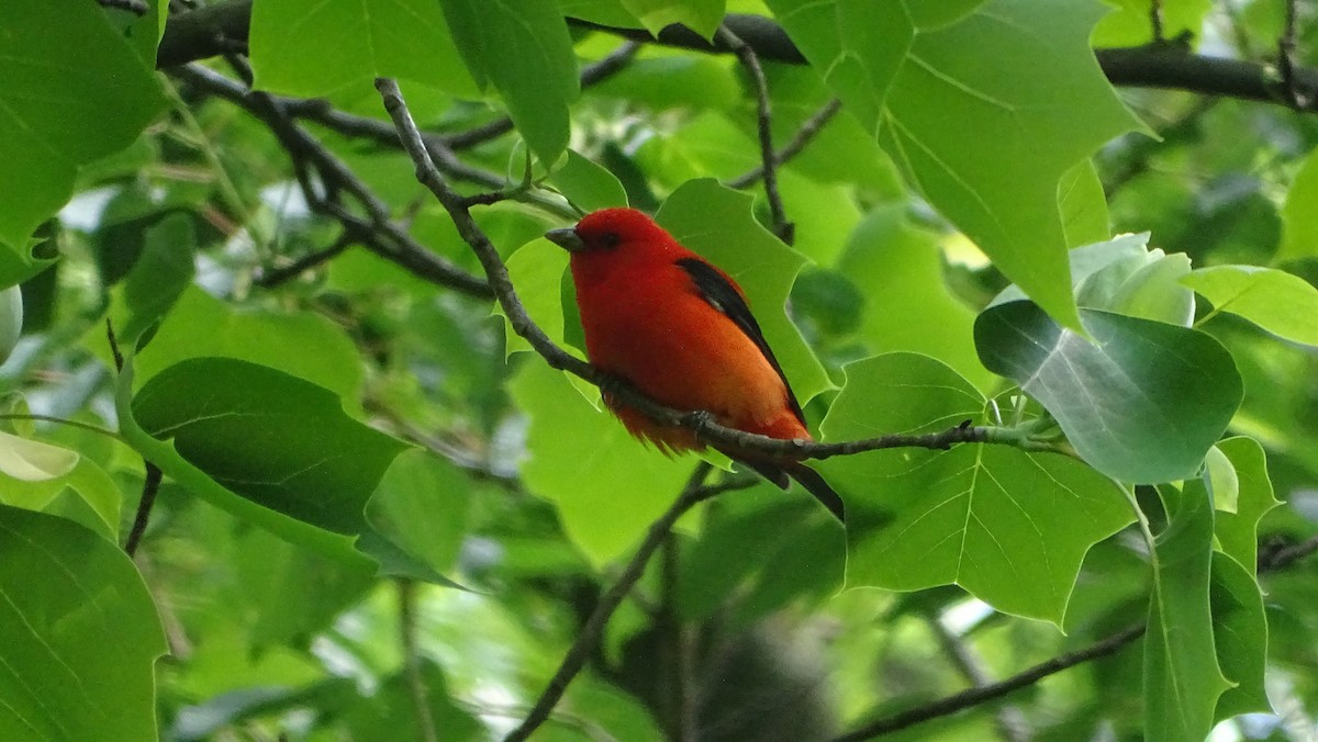 Scarlet Tanager - ML618923823