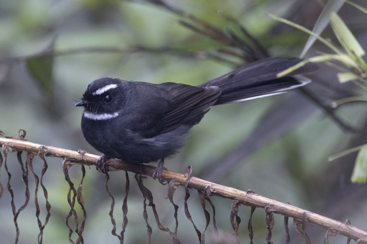 White-throated Fantail - Robert Lewis