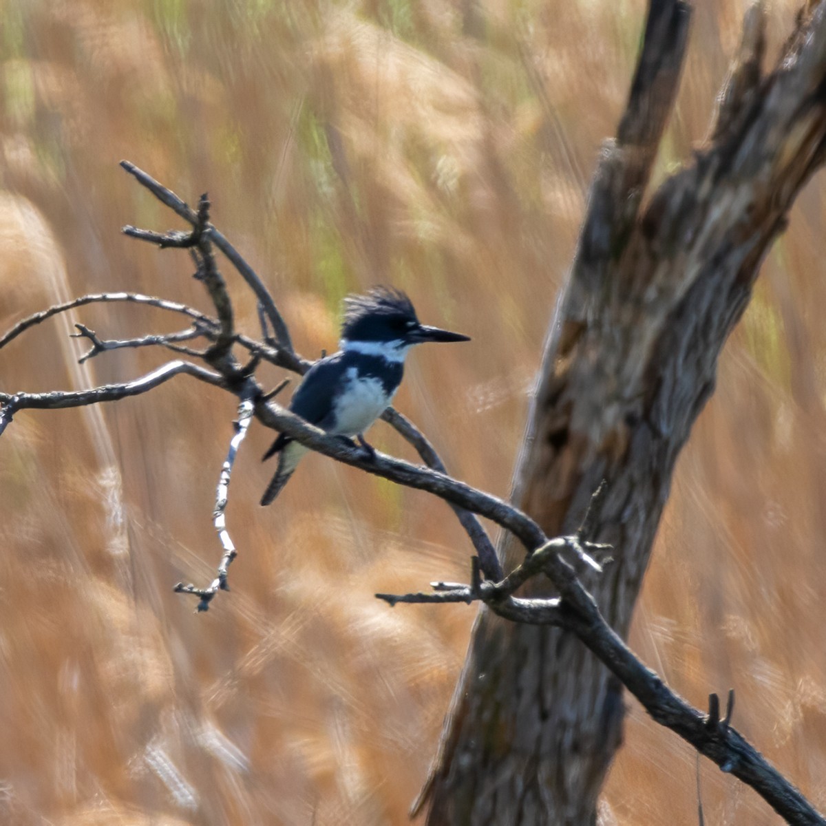 Belted Kingfisher - ML618923832