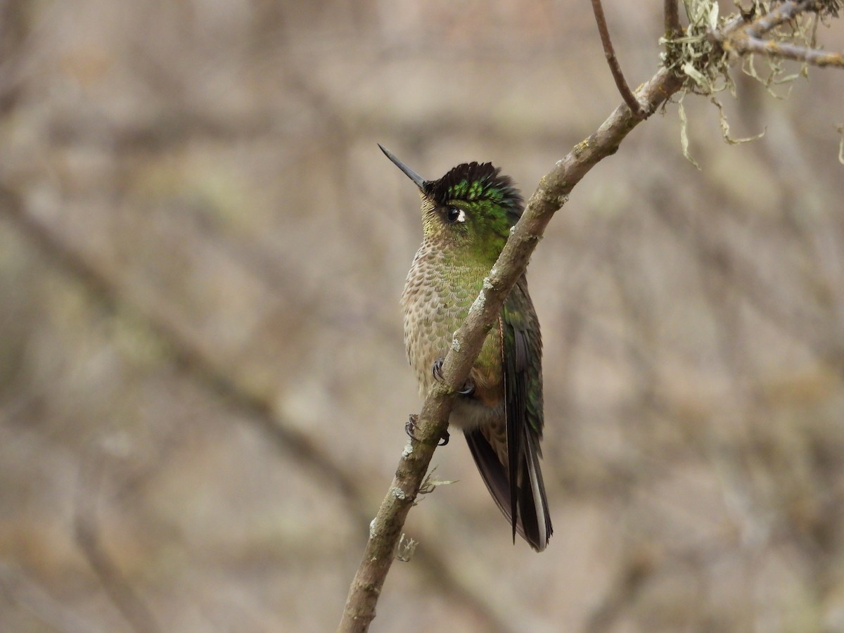 Green-backed Firecrown - ML618923861