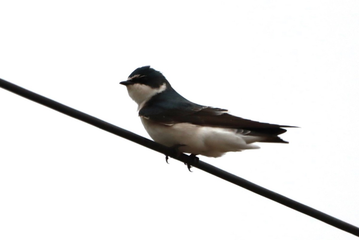 White-rumped Swallow - ML618923879