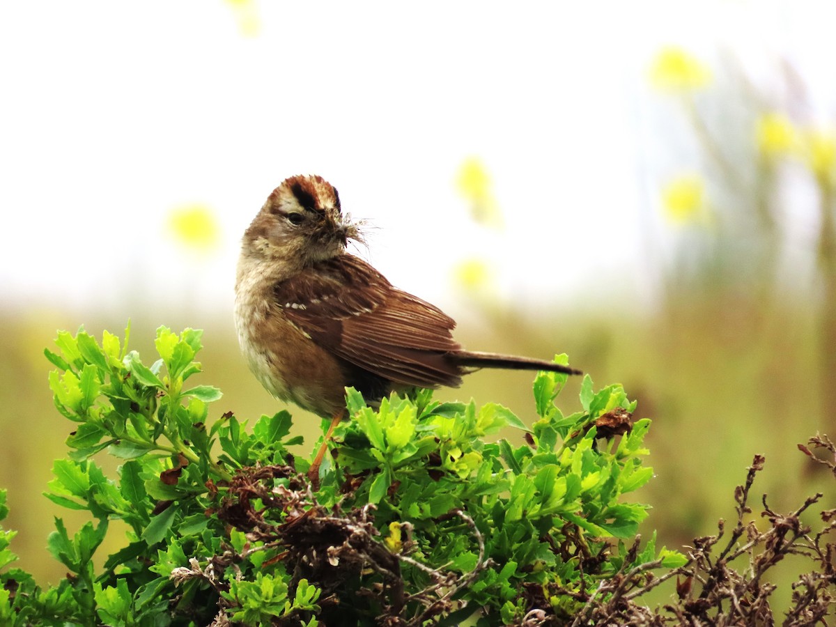 White-crowned Sparrow (nuttalli) - ML618923902