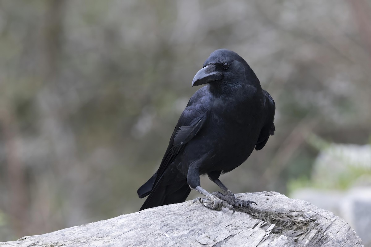 Large-billed Crow - Robert Lewis