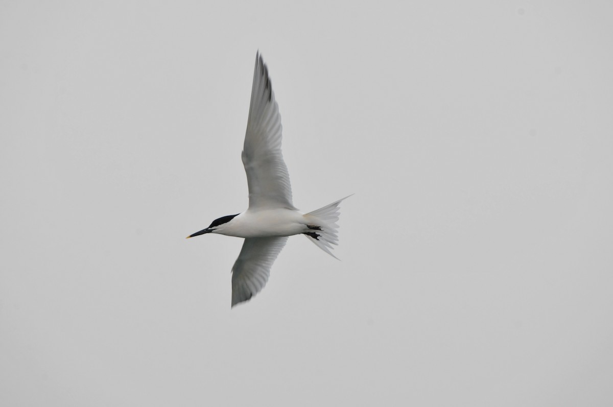 Sandwich Tern (Eurasian) - ML618923931