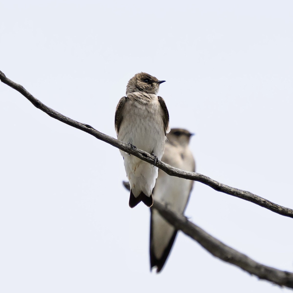Northern Rough-winged Swallow - ML618923982