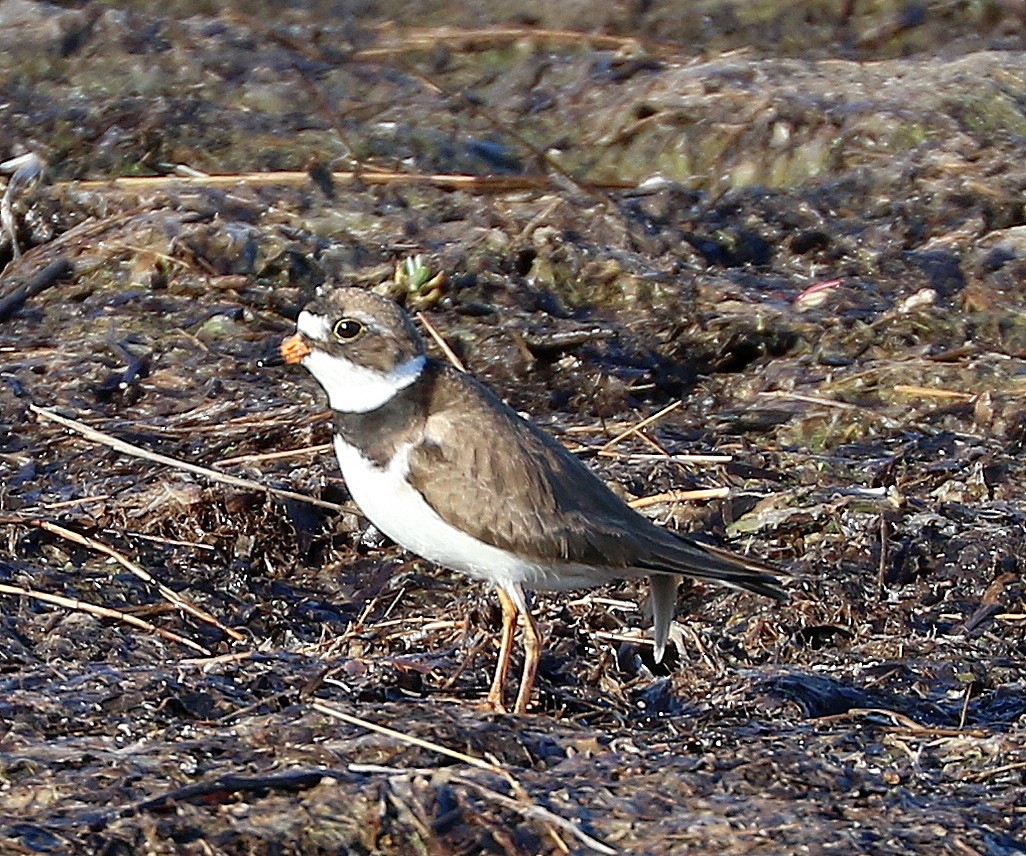 Semipalmated Plover - Mike Fung