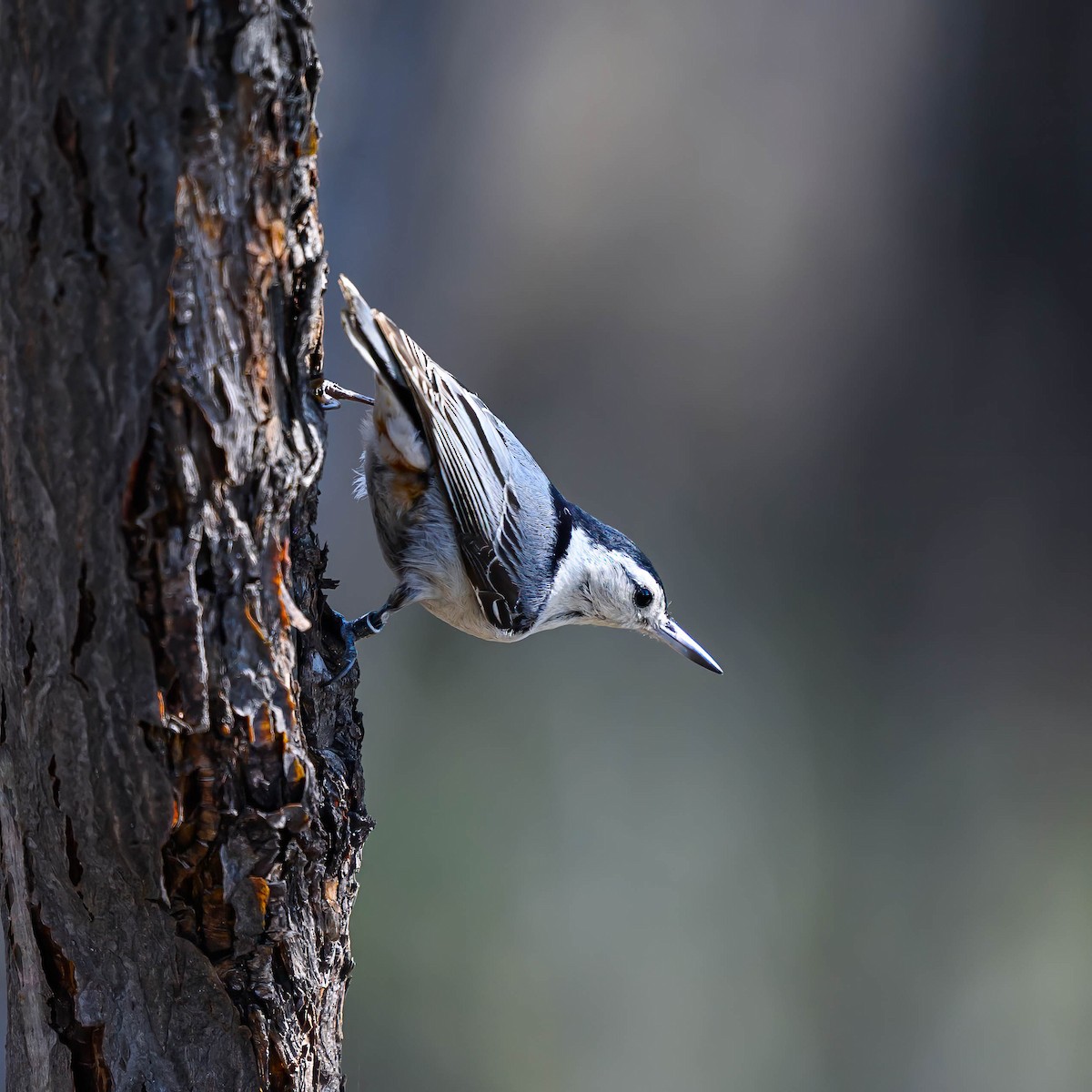 White-breasted Nuthatch - ML618924007