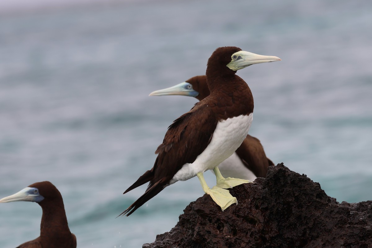 Brown Booby - ML618924026