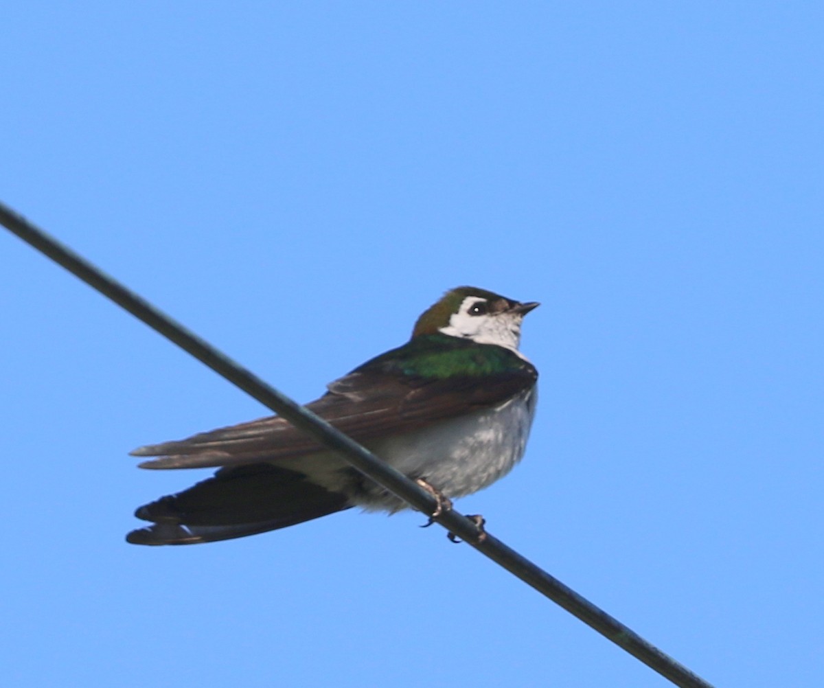 Violet-green Swallow - ML618924043