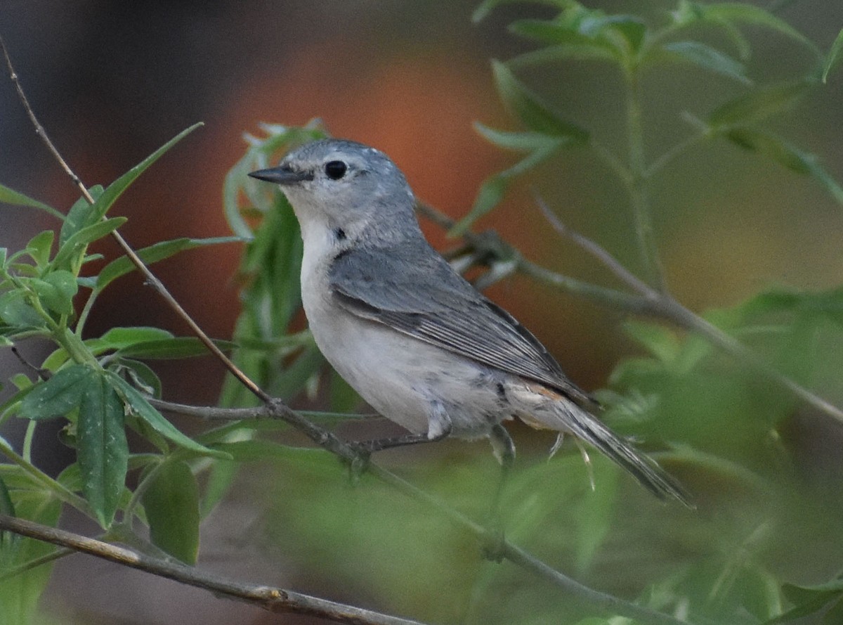 Lucy's Warbler - ML618924058