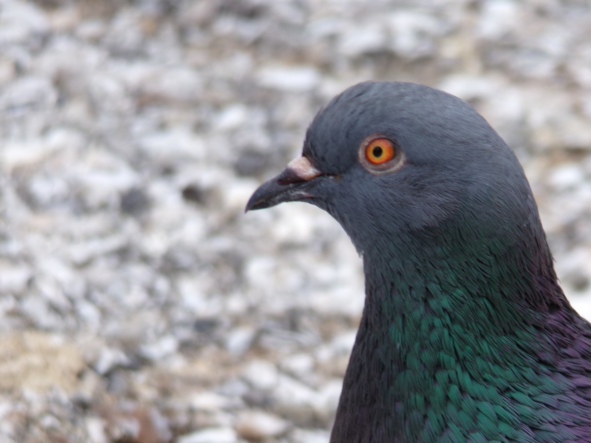 Rock Pigeon (Feral Pigeon) - Ross Rabkin