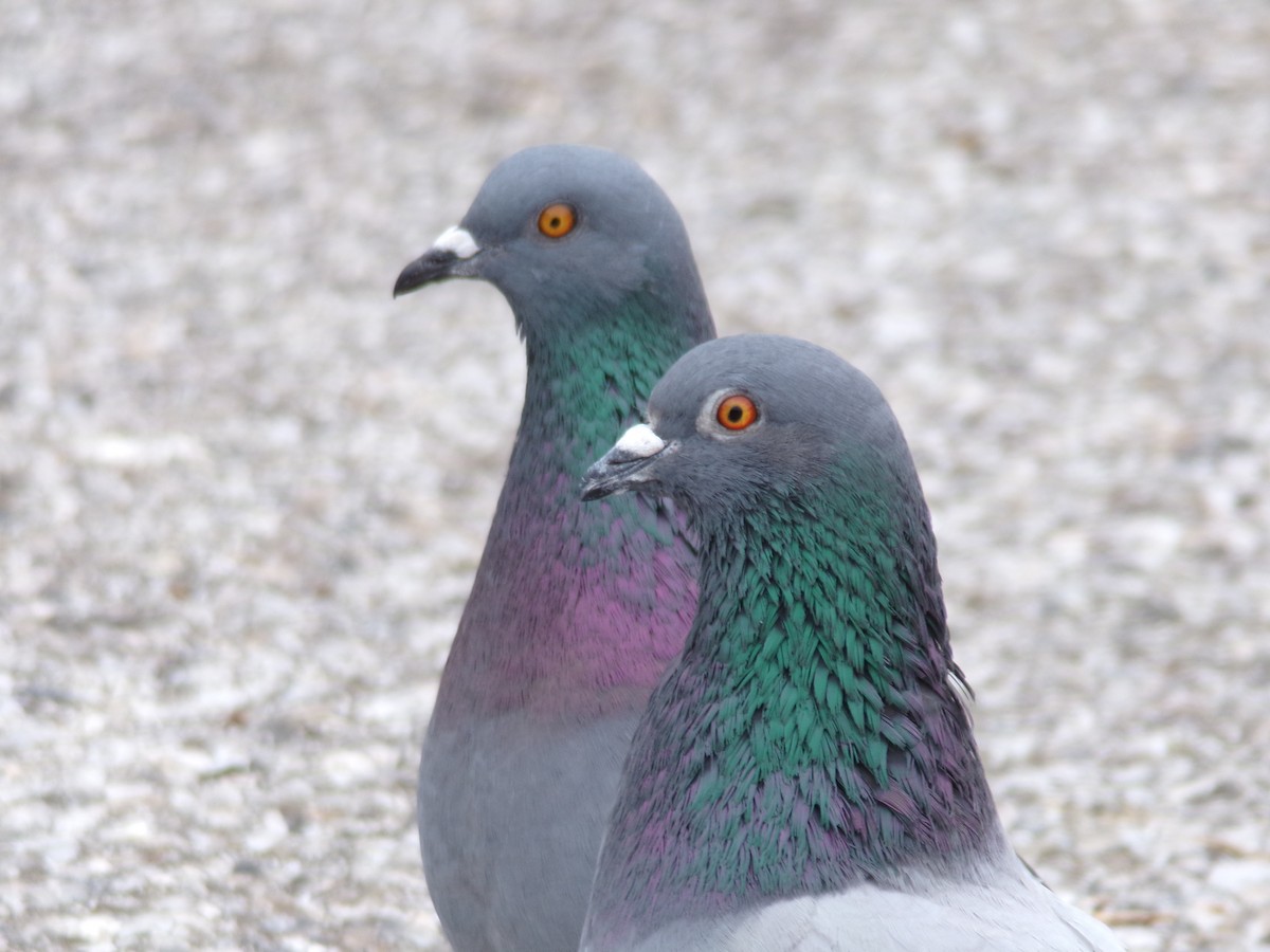 Rock Pigeon (Feral Pigeon) - Ross Rabkin
