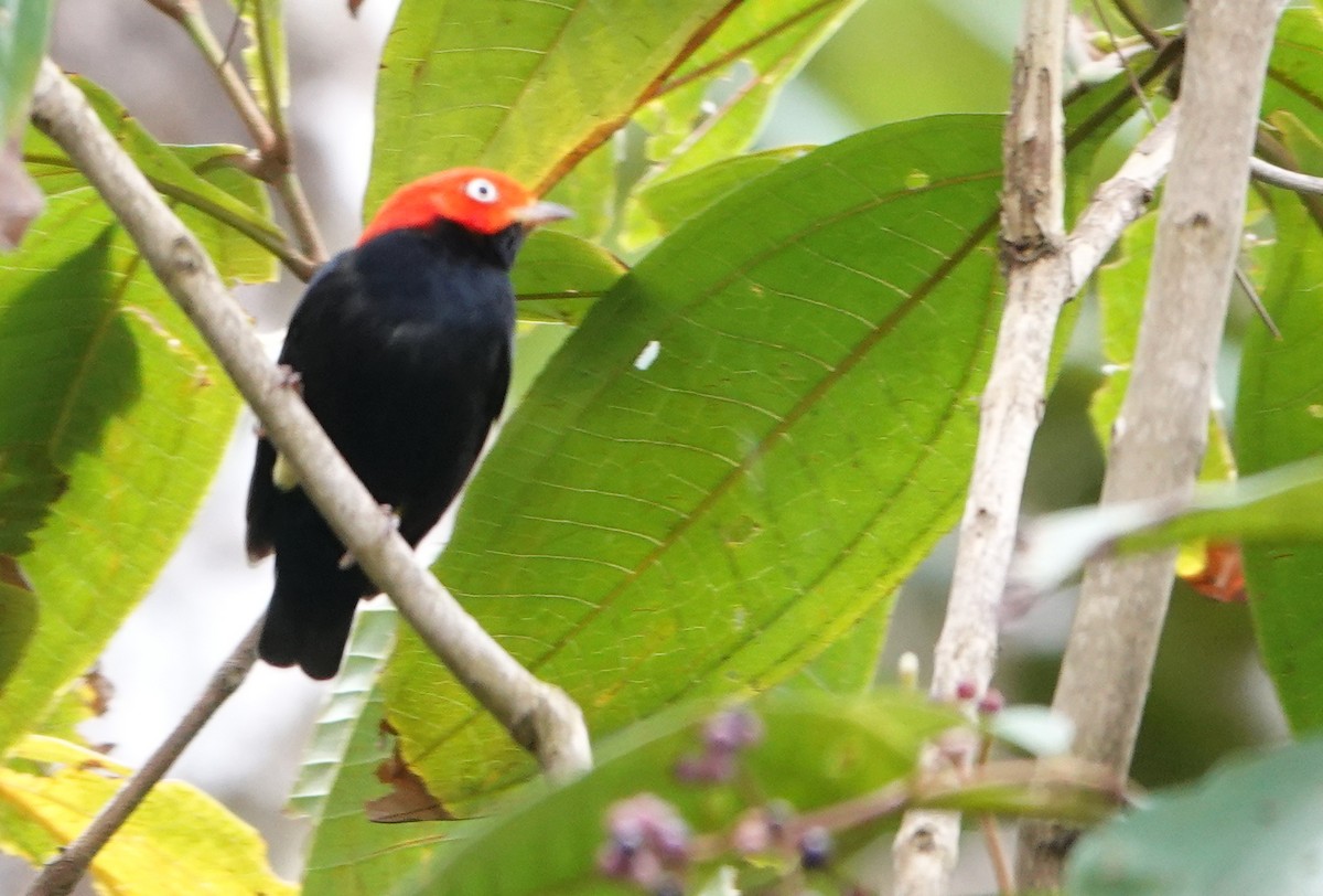 Red-capped Manakin - ML618924086
