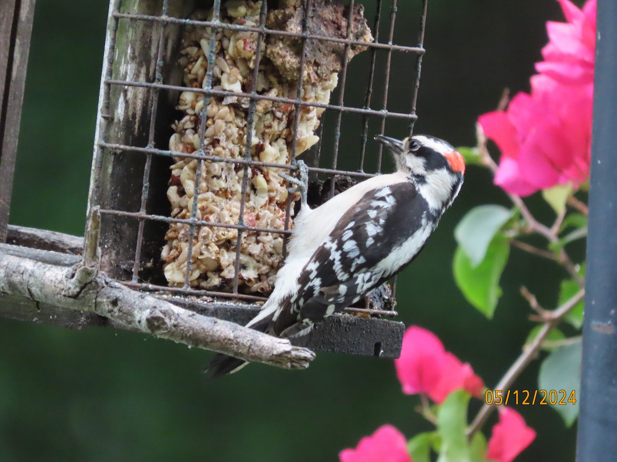 Downy Woodpecker - Susan Leake
