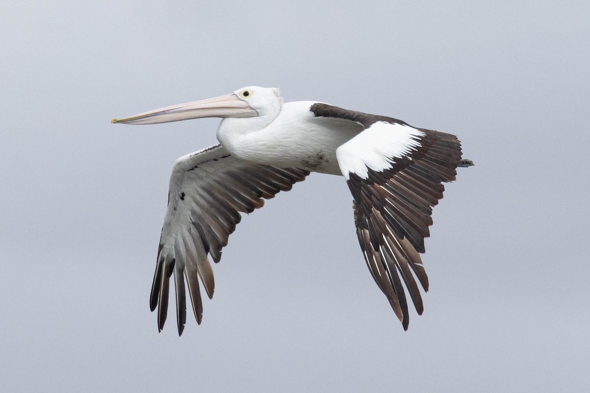 pelikán australský - ML618924132