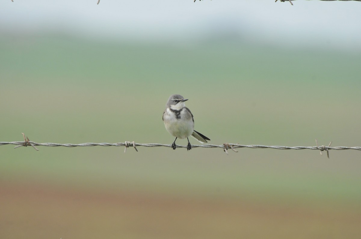 Cape Wagtail - ML618924176