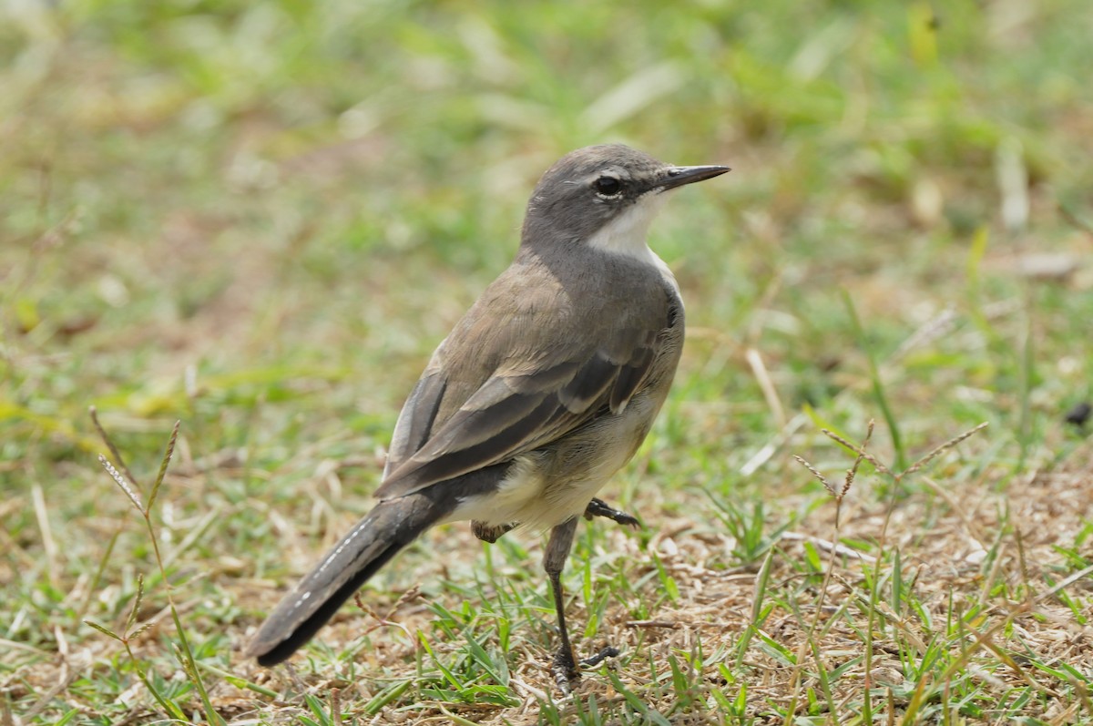 Cape Wagtail - ML618924177