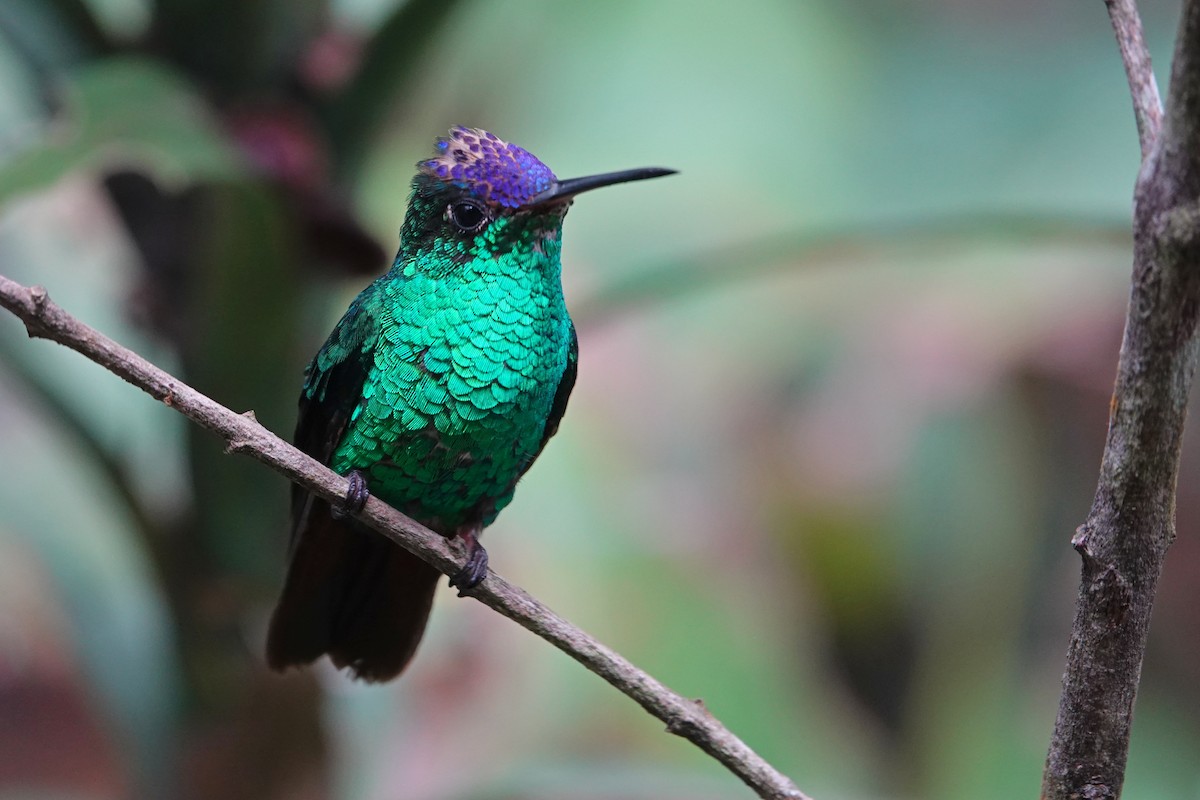 Violet-capped Hummingbird - ML618924185