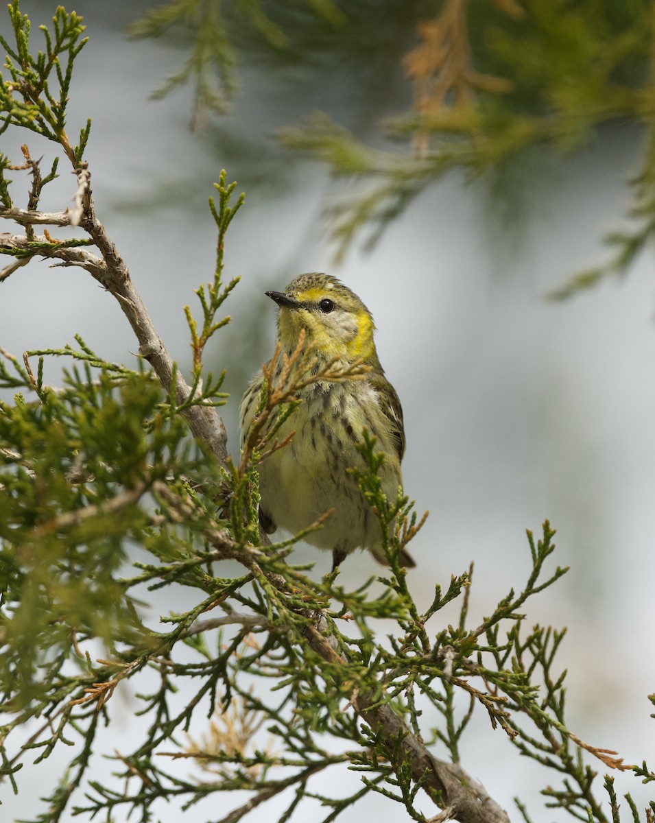 Cape May Warbler - ML618924187