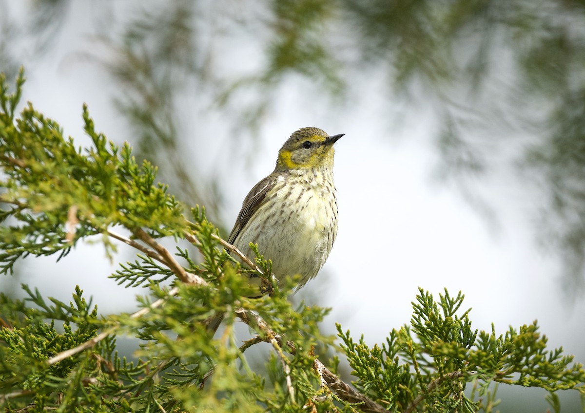 Cape May Warbler - ML618924188