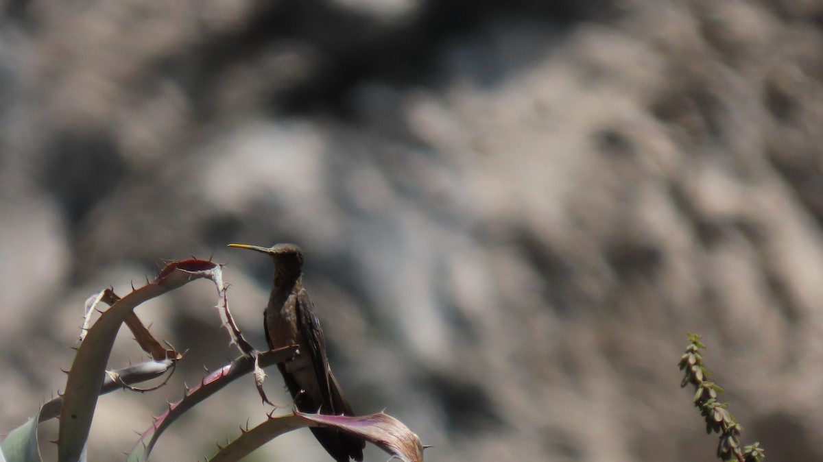 Исполинский колибри - ML618924219