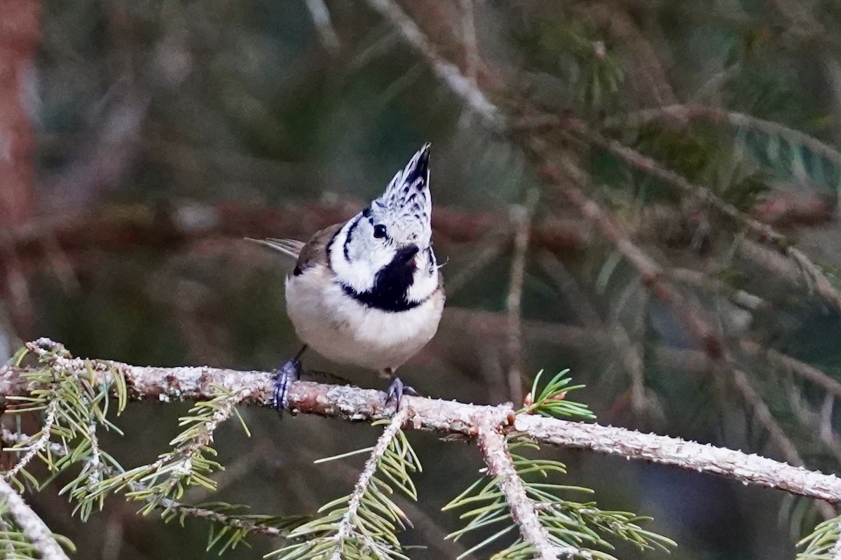 Crested Tit - ML618924221