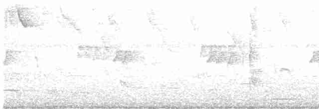 White-bellied Antbird - ML618924266