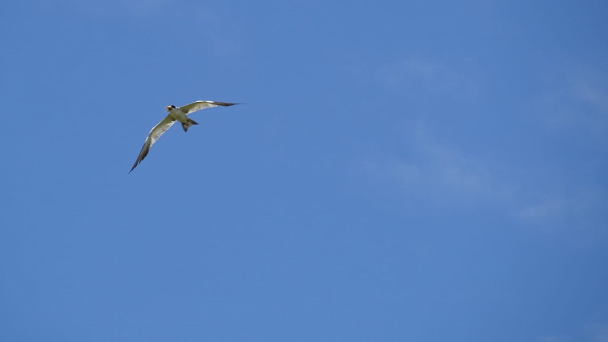 Large-billed Tern - ML618924269