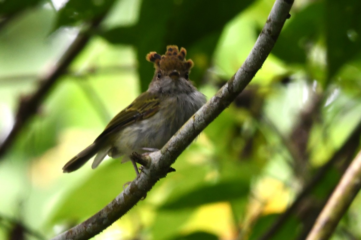 Scale-crested Pygmy-Tyrant - ML618924280
