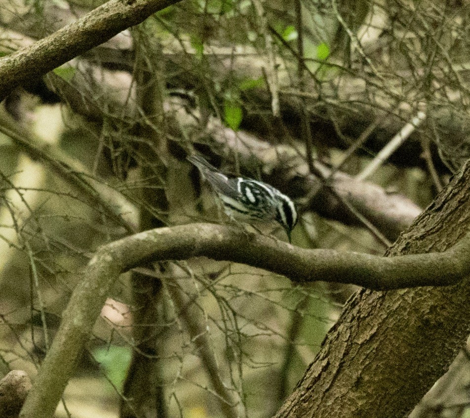 Black-and-white Warbler - ML618924329