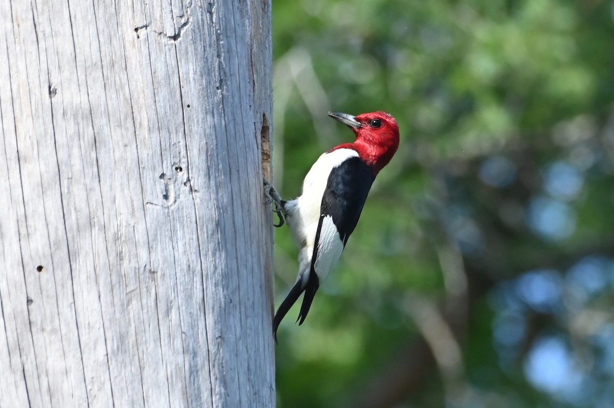 Red-headed Woodpecker - ML618924353