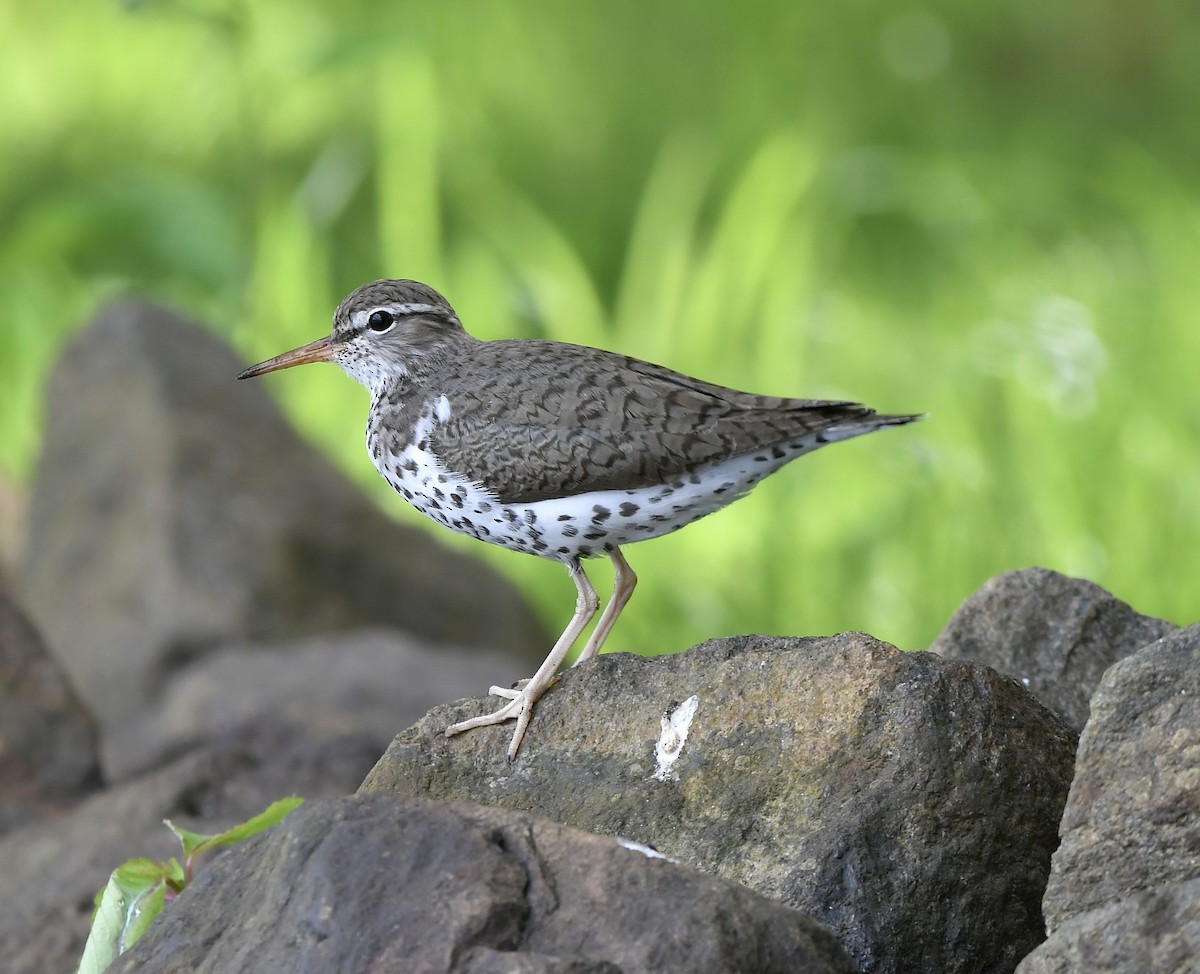 Spotted Sandpiper - Paul Nielson