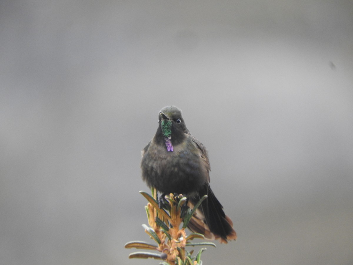 kolibřík modropláštíkový - ML618924384