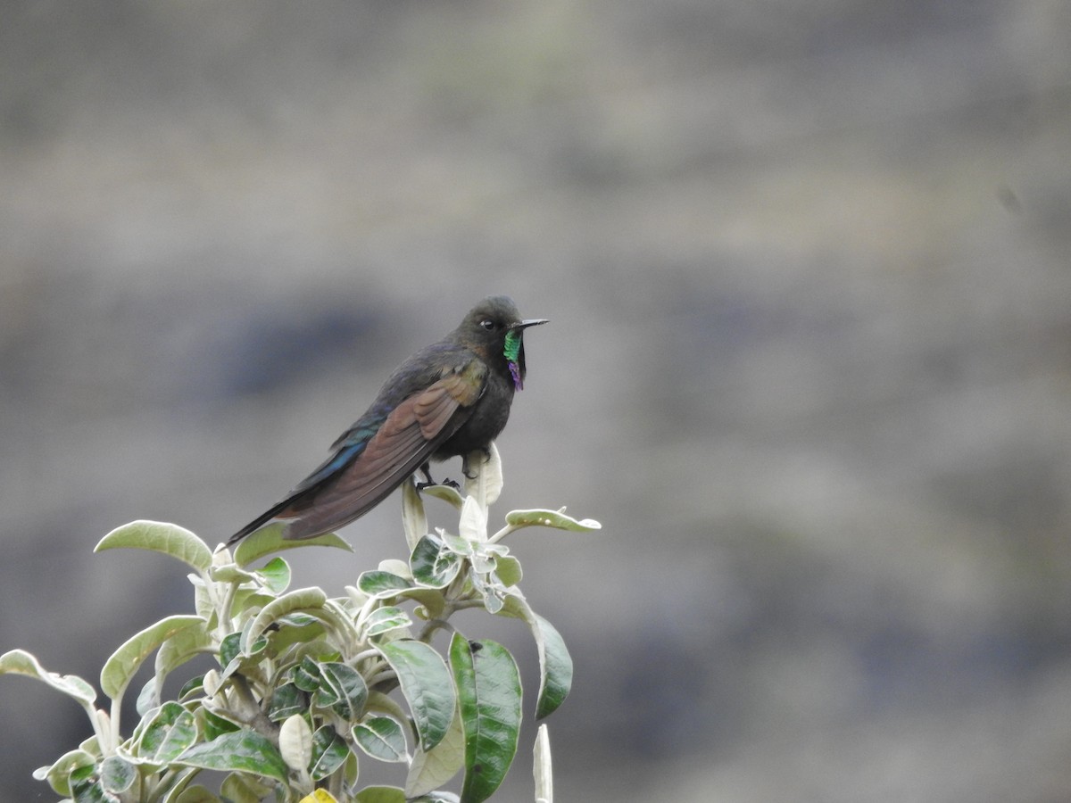 kolibřík modropláštíkový - ML618924386