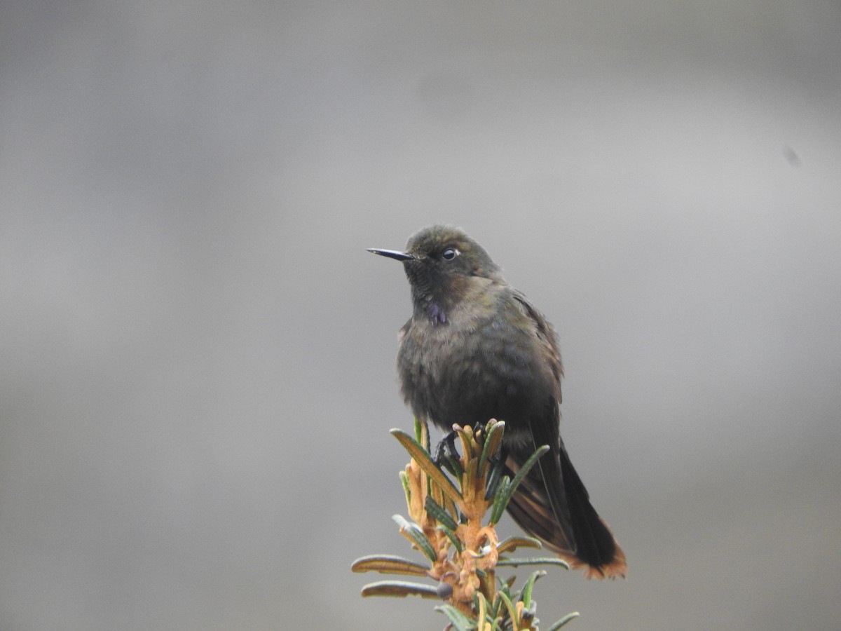 kolibřík modropláštíkový - ML618924387