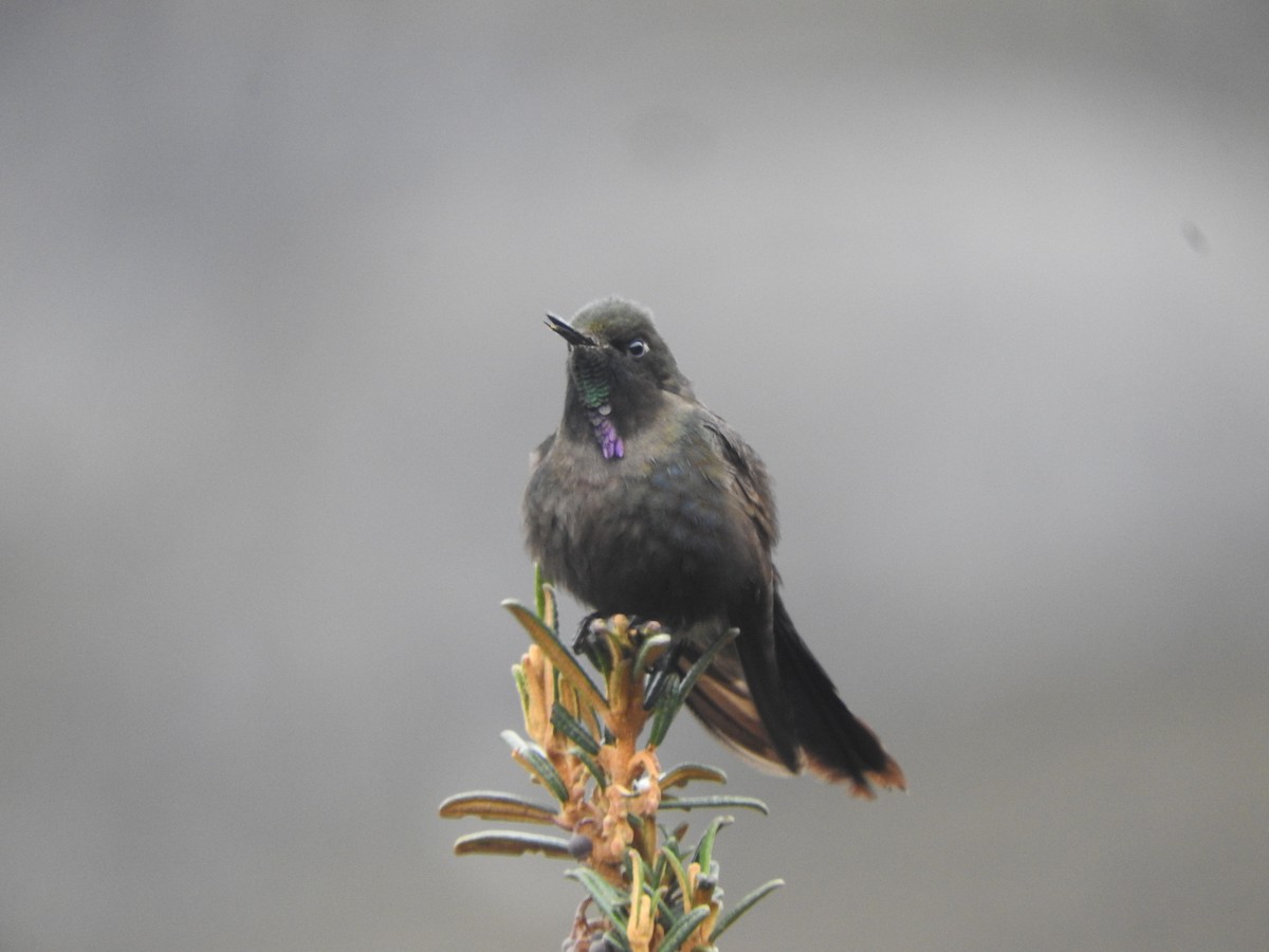 kolibřík modropláštíkový - ML618924388