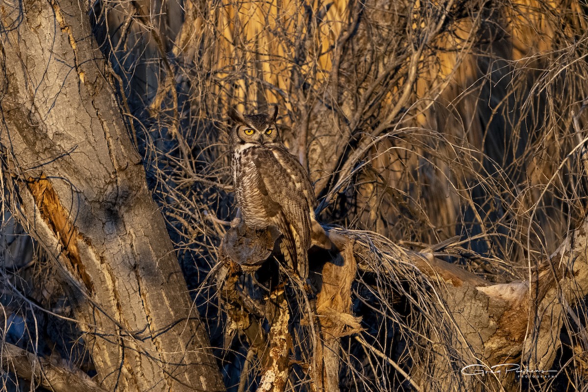 Great Horned Owl - Greg Pickens