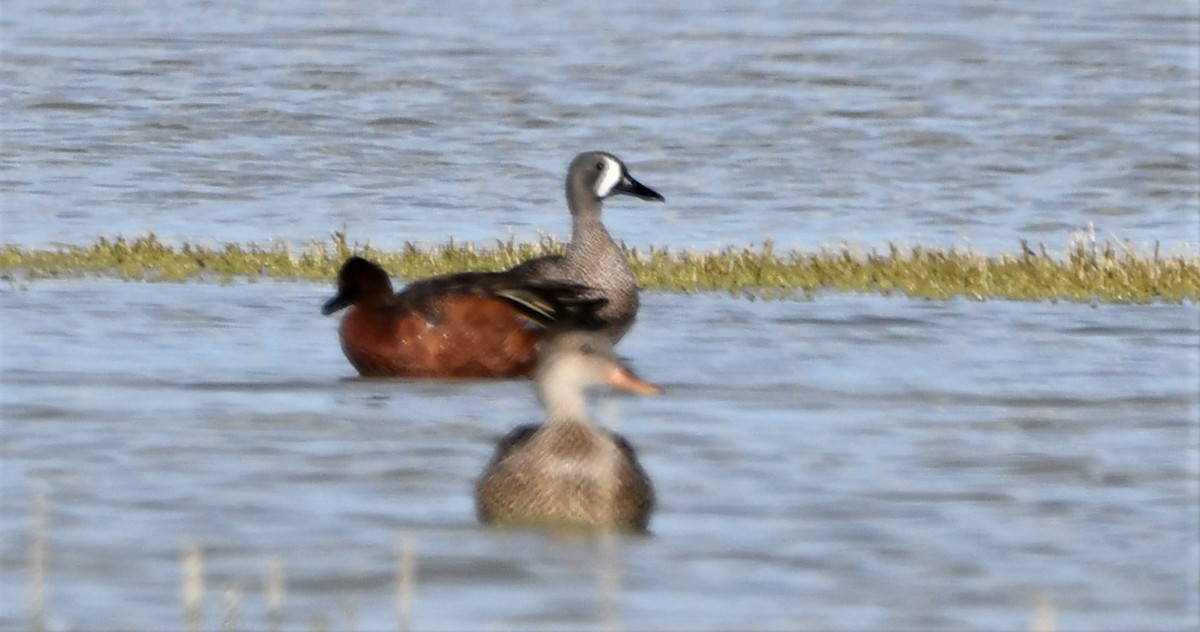 Blue-winged Teal - Lael Rudisill