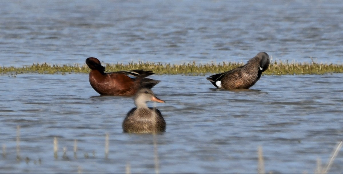Blue-winged Teal - Lael Rudisill