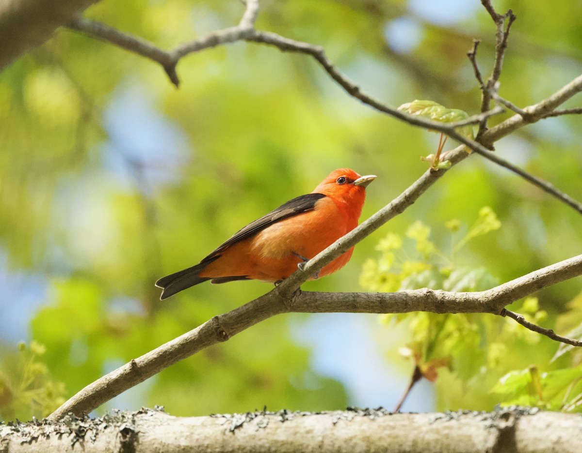 Scarlet Tanager - ML618924425