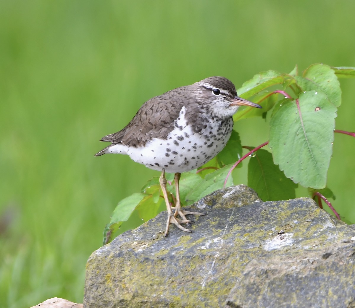 Spotted Sandpiper - Paul Nielson