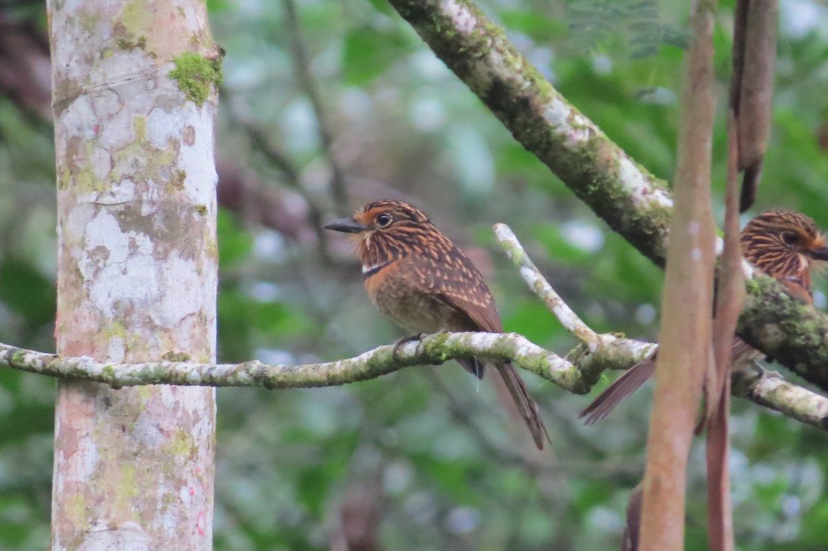 Crescent-chested Puffbird (Greater) - ML618924529