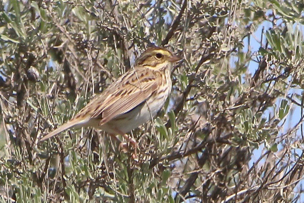 Savannah Sparrow - ML618924554