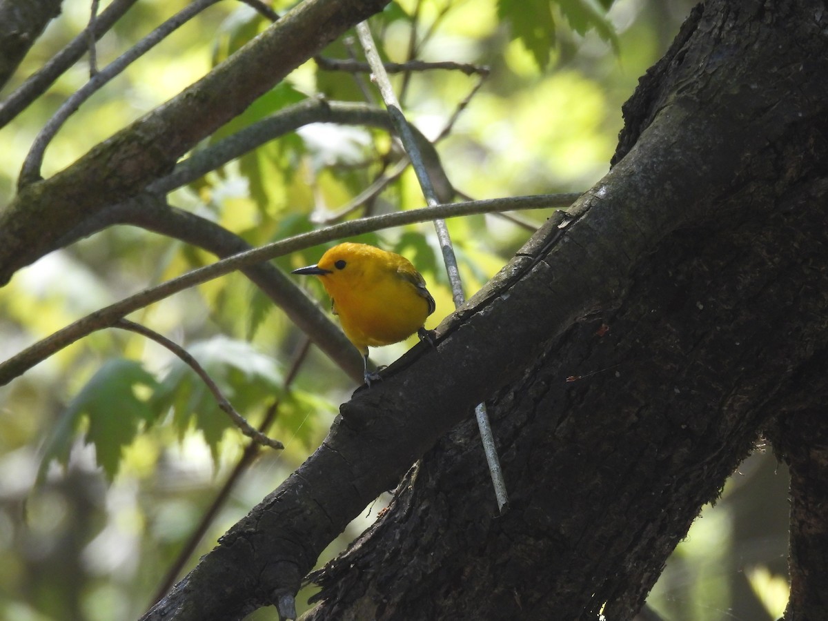 Prothonotary Warbler - ML618924599