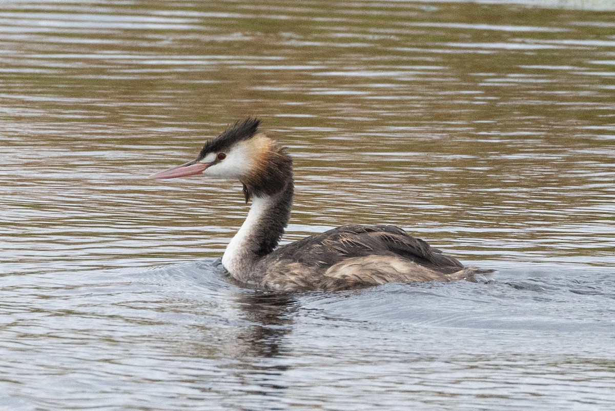 Great Crested Grebe - ML618924615
