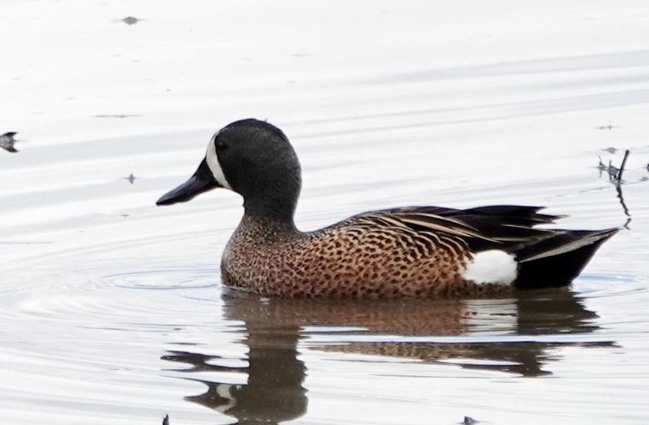 Blue-winged Teal - ML618924635