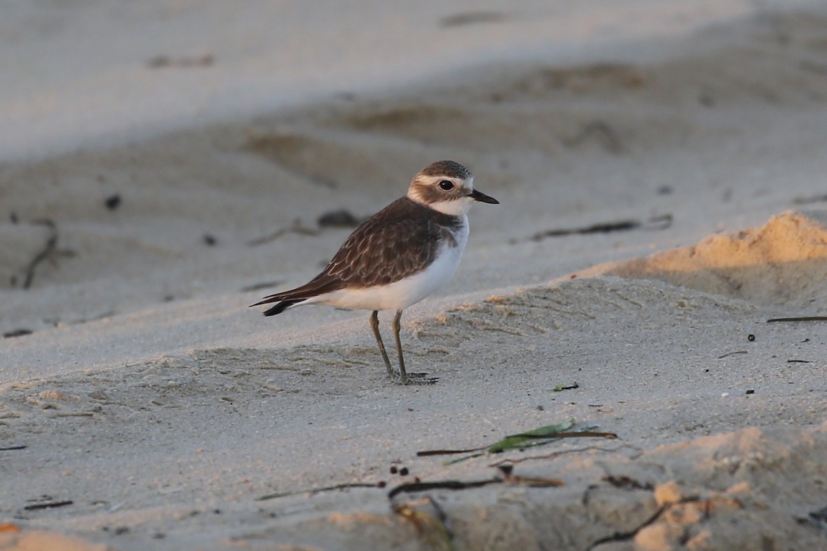 Double-banded Plover - ML618924642