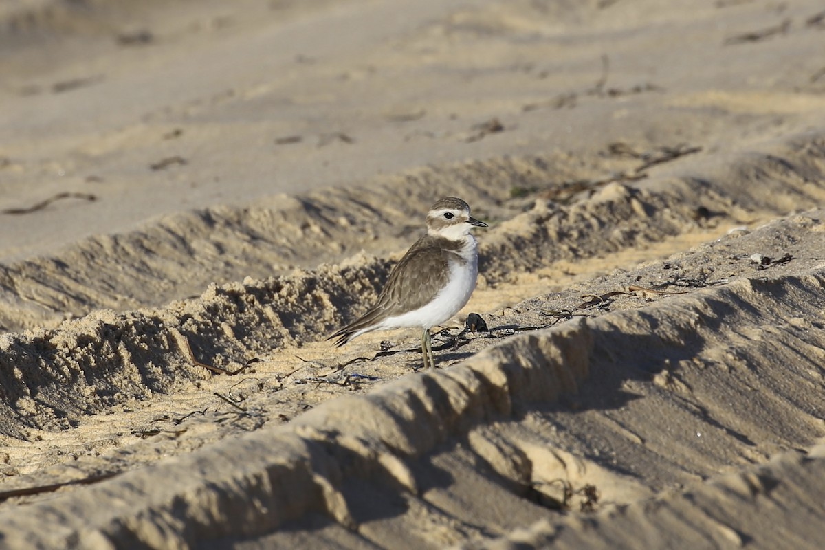 Double-banded Plover - ML618924643